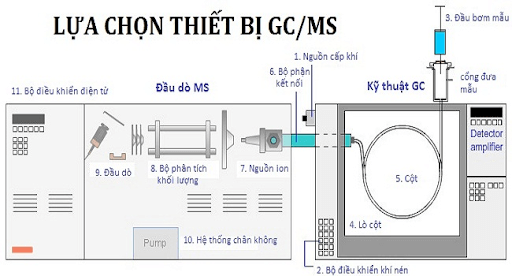 gc ms là gì