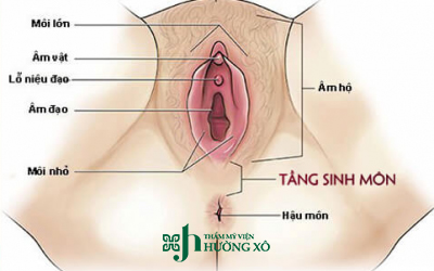 Tái tạo tầng sinh môn
