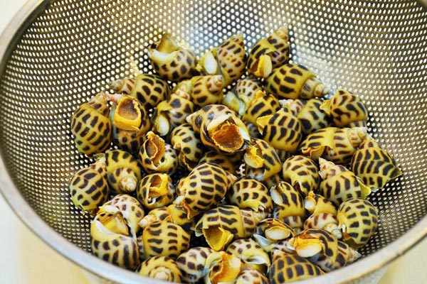 cách chọn ốc hương tươi ngon