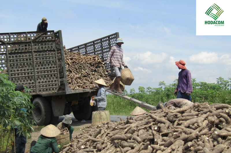 Tinh bột sắn